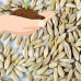 Organic Barley Seeds - 30 Lbs - Whole (Hull Intact) Barleygrass Seed - Ornamental Barley Grass, Juicing - Grain for Beer Making, Emergency Food Storage & More   566929336